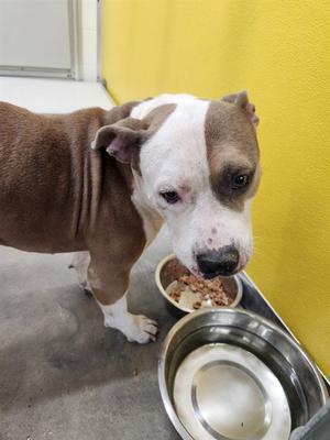 CHUCKY, Pit Bull Terrier, adult, available for adoption