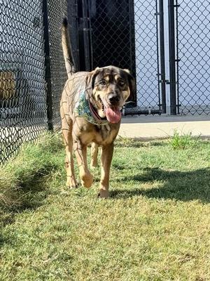 GRETA, German Shepherd Dog, adult, available for adoption