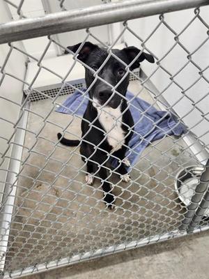 A black and white dog standing behind a chain-link fence in a kennel.
