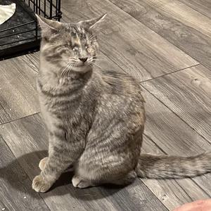 A gray tabby cat sitting on a wooden floor