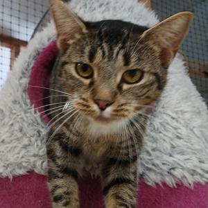 Cora, adult, available for adoption