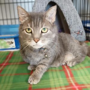 A gray tabby cat with green eyes is sitting on a green and red plaid blanket, wearing a collar with a bell. The cat is looking directly at the camera, and there is a gray cat bed in the background.