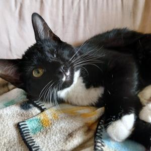 Amelia, kitten, available for adoption