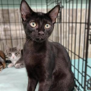 Black Beauty, kitten, available for adoption