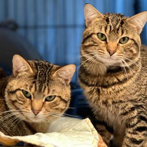 Bruce and Goose- bonded brothers, adult, available for adoption