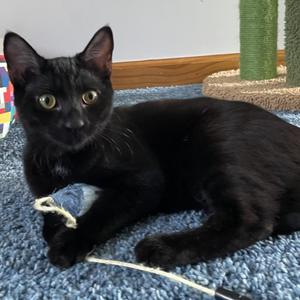 Dutchess, kitten, available for adoption