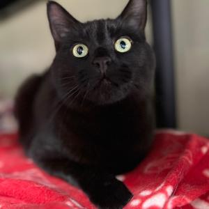 Echo, adult, available for adoption