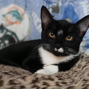Darla, young, available for adoption