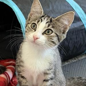 Brown Bear, young, available for adoption