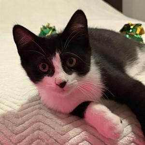 Grouchy LadyBug, young, available for adoption