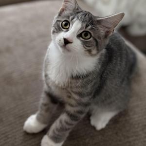 A gray and white tabby cat with green eyes sitting on a brown surface.
