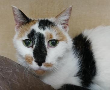Cookie, senior, available for adoption