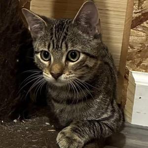 Bucky Barnes, young, available for adoption