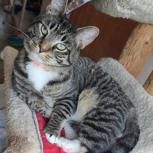 Kinkade, adult, available for adoption