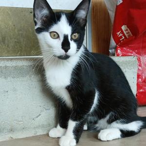 Alfalfa, young, available for adoption