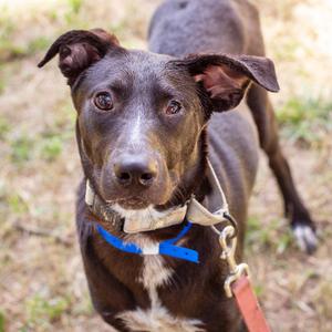 Marco, Retriever, Labrador, adult, available for adoption
