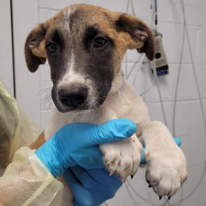Flowers for Algernon, Black Mouth Cur, available for adoption
