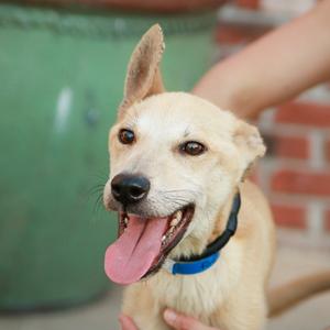 A happy dog with a blue collar, being petted by a person's hand.