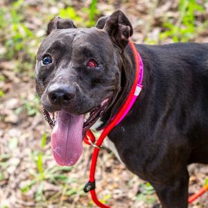 Amelia Badelia, Terrier, American Staffordshire, adult, available for adoption