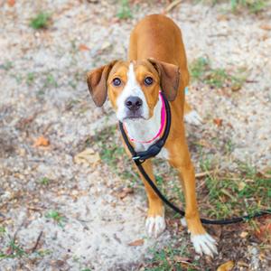 A brown and white dog wearing a black harness and leash, standing on a patch of dirt and grass.