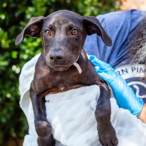 Nigel, Retriever, Labrador, available for adoption