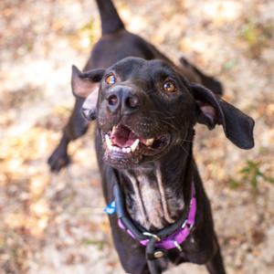 Hank, Retriever, Labrador, adult, available for adoption
