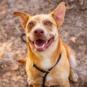 A happy dog with a light brown coat and floppy ears, wearing a black collar, sitting outdoors on a dirt ground.
