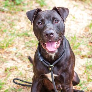 Dream Drop NeeDoh, Terrier, American Staffordshire, adult, available for adoption