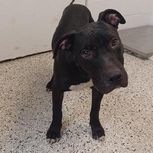 black dog standing on a speckled floor