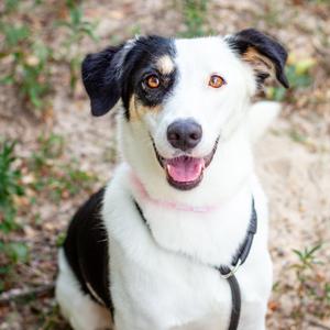 Jiffy Cornbread, Collie, Border, adult, available for adoption