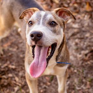 A happy dog with a brown and white coat, sticking out its tongue, standing on a leaf-covered ground.