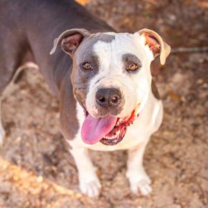 A happy pitbull with a white and gray coat, standing on a dirt ground, looking up with its tongue out.