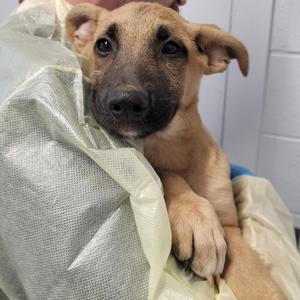 A small brown puppy with floppy ears is being held in someone's arms, wrapped in a white blanket.