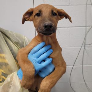Fellowship of the Ring, Black Mouth Cur, available for adoption