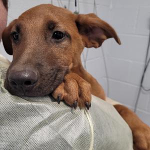 Farenheit 451, Black Mouth Cur, available for adoption