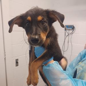 O'Reilly Auto Parts, Shepherd, German, available for adoption