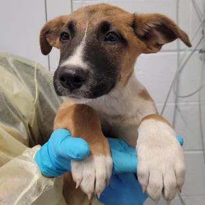 Fancy Nancy, Black Mouth Cur, available for adoption