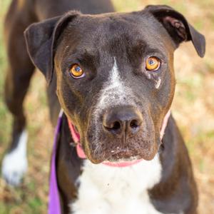 Carter, Boxer, adult, available for adoption