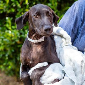 Nicky, Retriever, Labrador, available for adoption