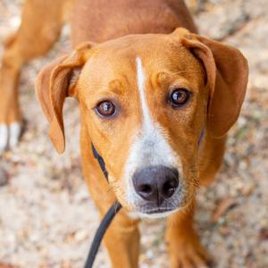 Fat Boy, Foxhound, American, adult, available for adoption
