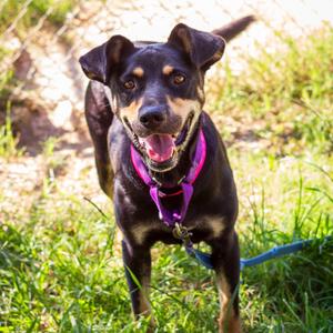 Courtney, Shepherd, adult, available for adoption