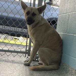 A light brown dog sitting on a concrete floor next to a chain-link fence and a blue wall.