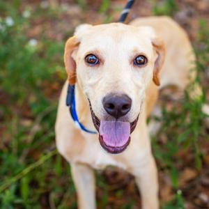 Jalopy, Feist, adult, available for adoption