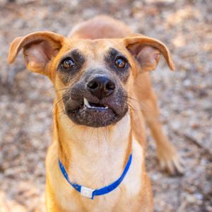 A brown dog with large ears and a blue collar, looking up at the camera.