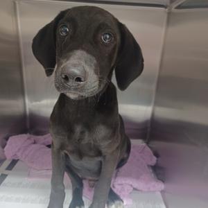 A black puppy sitting on a pink towel inside a metal enclosure.