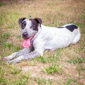 A black and white spotted dog with its tongue hanging out lying on a grassy field.