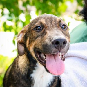 Mailbox, Shepherd, German, available for adoption