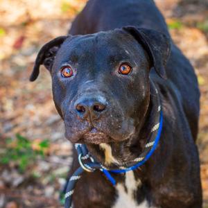 Marshall Lee, Terrier, American Staffordshire, adult, available for adoption