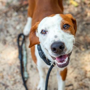 Buck, Foxhound, American, adult, available for adoption