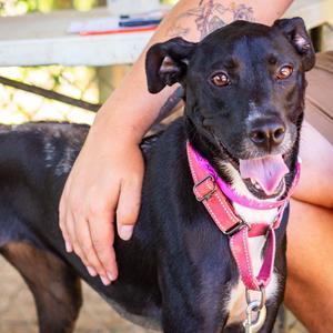 Faline, Retriever, Labrador, adult, available for adoption